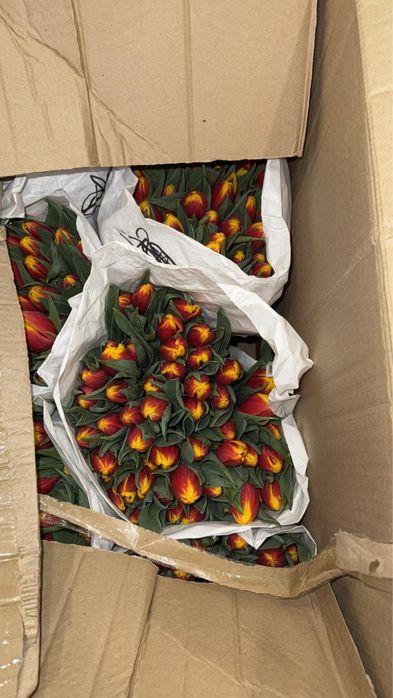 Свежие Тюльпаны на 8 Марта