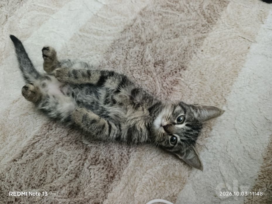 Отдадим котят в добрые руки.Домашние,чистые,с отслеживанием судьбы!!!