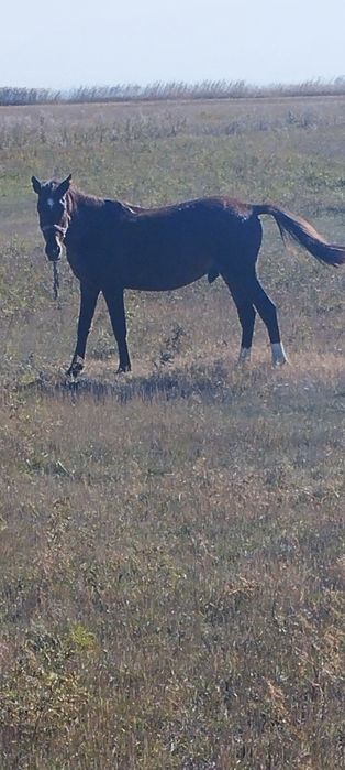 Лощадь 3года на откорме