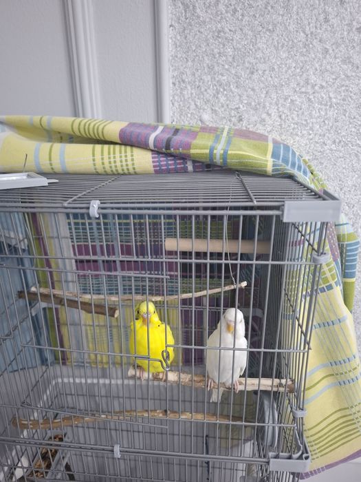 Продам волнистых попугаев +клетка