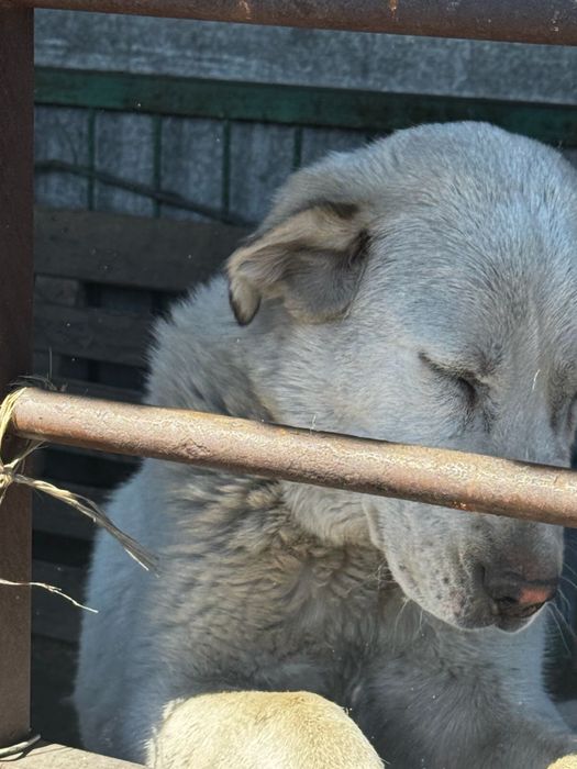 Продается щенок алабая