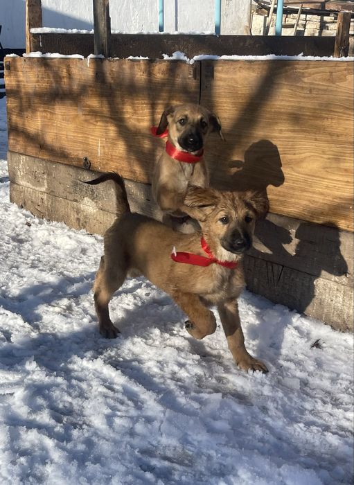 Продам щенков тазы(девочки)