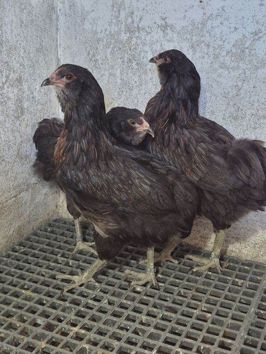 Gaini Araucana și cocoșii