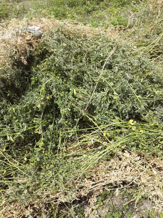 Сено люцерно с доставкой