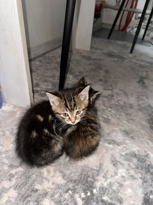 Отдам котят в добрые руки
