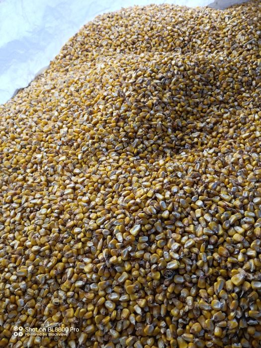 Porumb , grau.     .