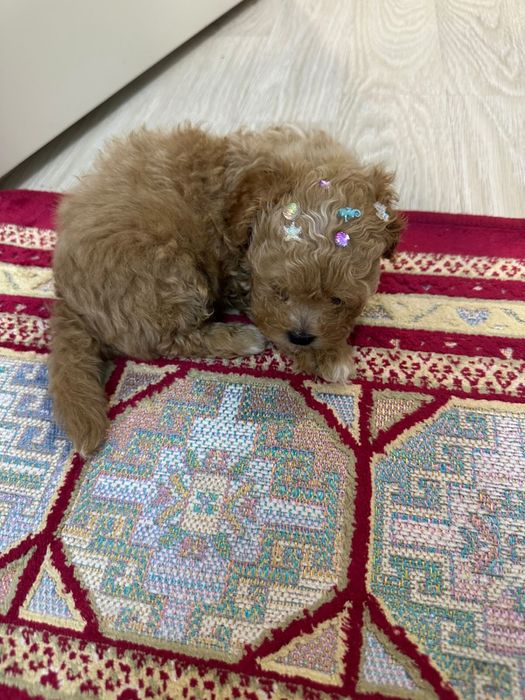Щенок мальтипу 2мес
