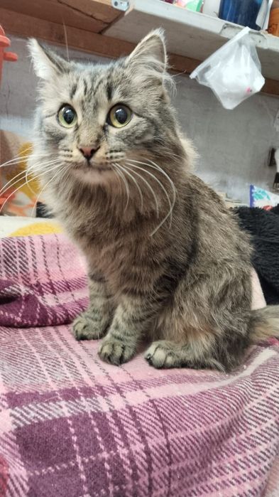 Отдам в добрые руки кошечку
