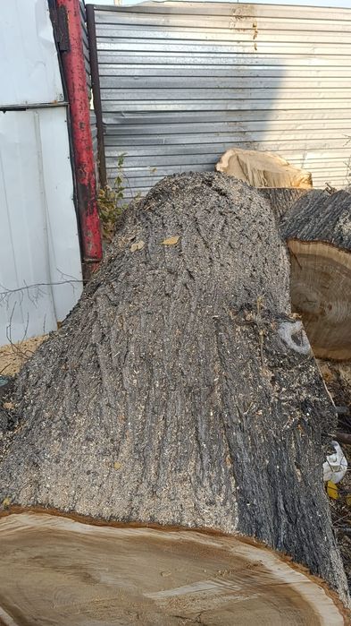 Стол-гриб из карагача