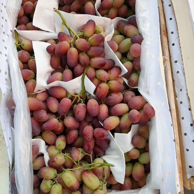 Uzum koʻchatlari bor xar xil turdagi