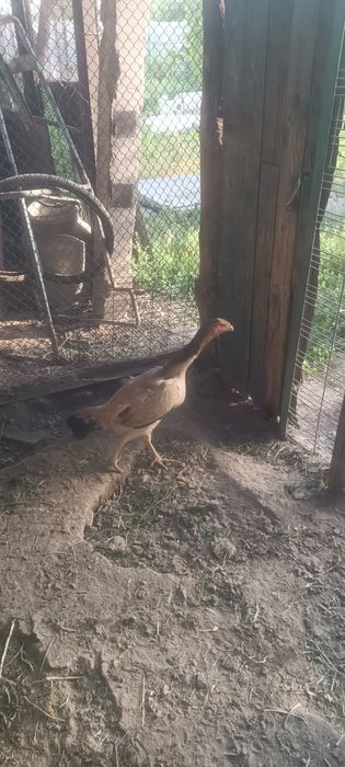 Продается бойцовские куры