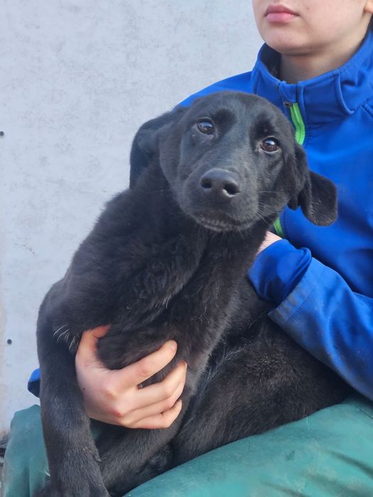 Пристраивается в хорошие руки собачка