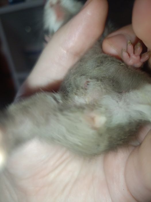 Морские свинки малыши