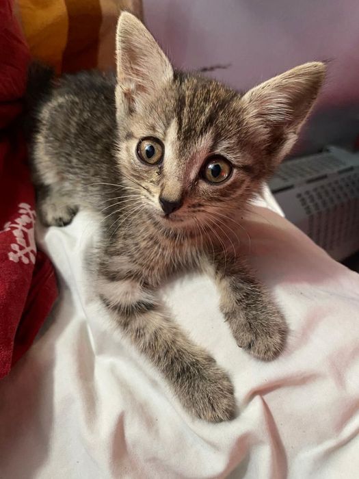 Котенок в добрые руки
