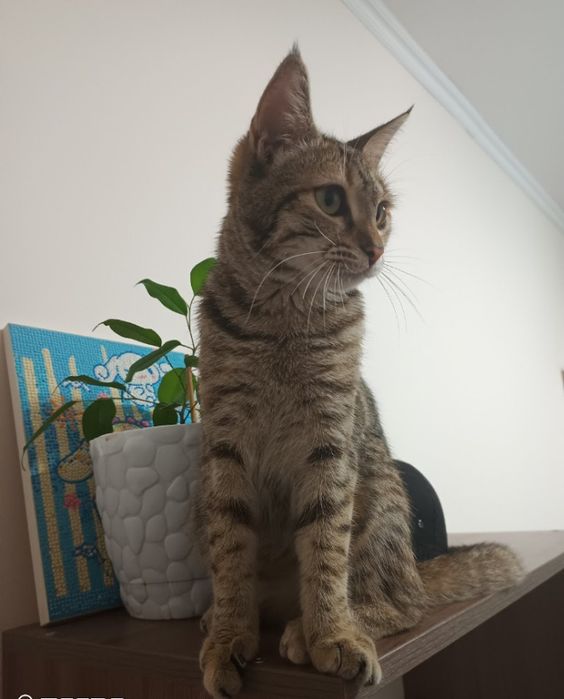 Котенок кошка в добрые руки