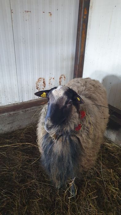 Berbec ROMANOV cu certificat