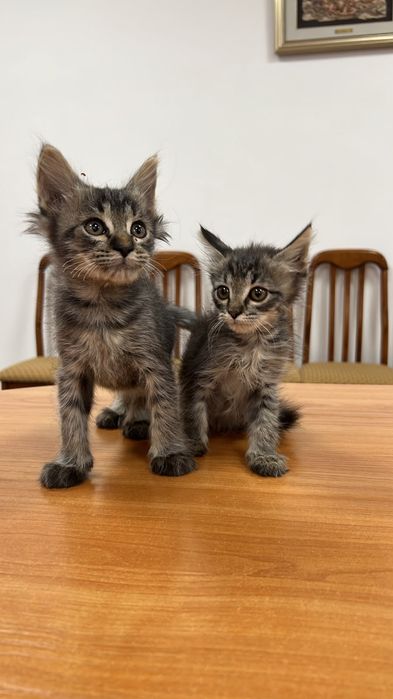 Славные котята ,срочно