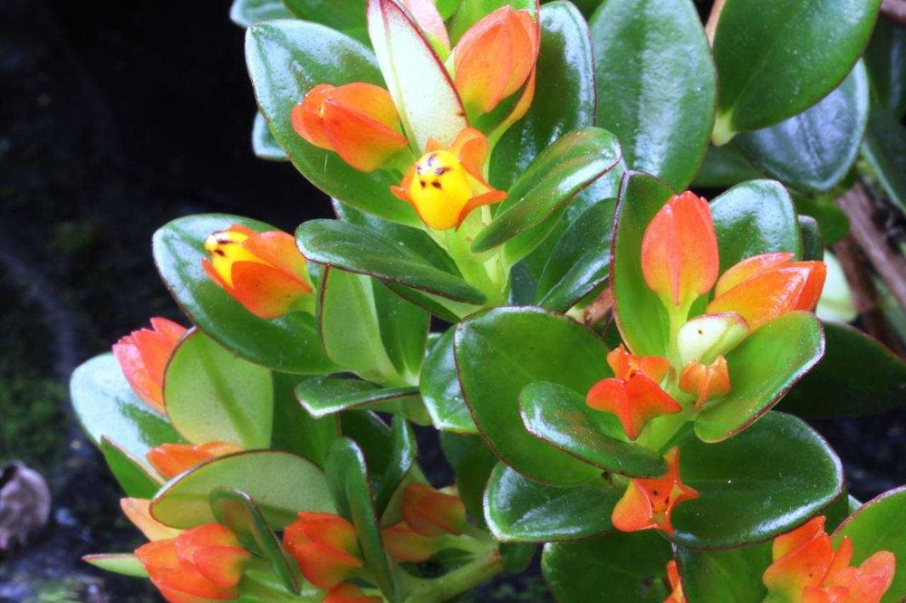 Нематантус Золотая рыбка