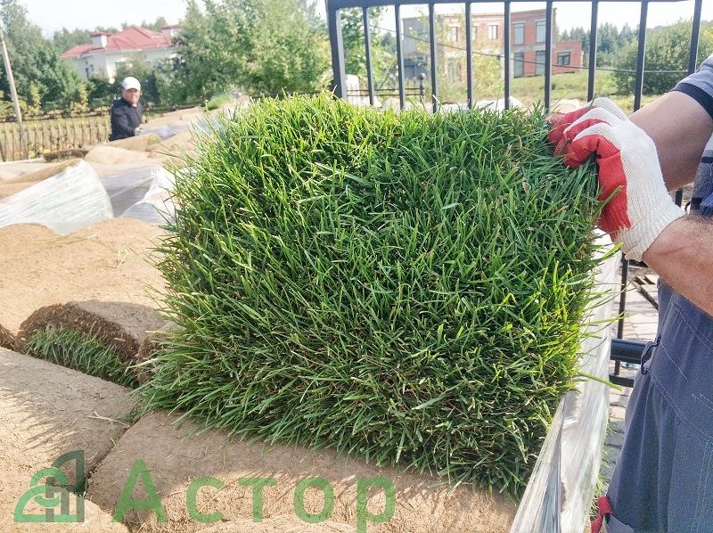 Немецкие Рулоновые Газоны в ташкенте и также ландшафтный дизайн