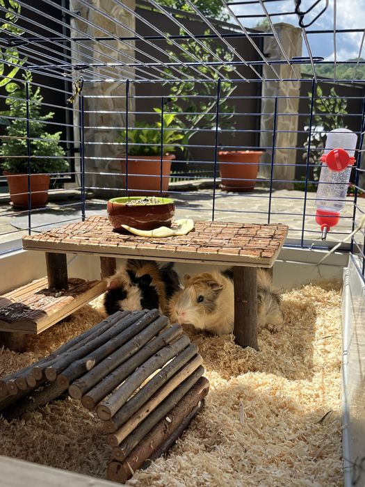 Hamster pitic / porcusori de guineea
