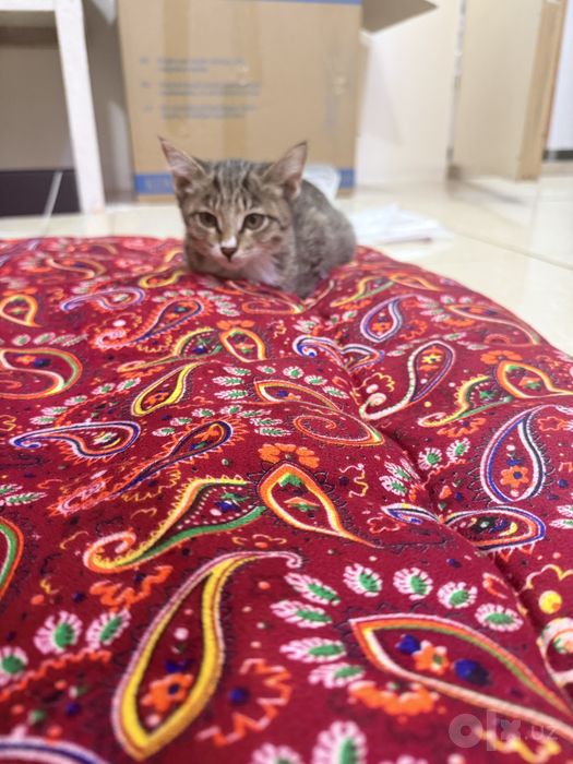 3 oylik mushuk lotok chaga biladi ovqata urgangan hamma narsa yidi