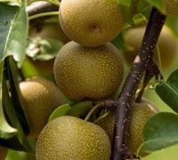 Par japonez nashi hosui