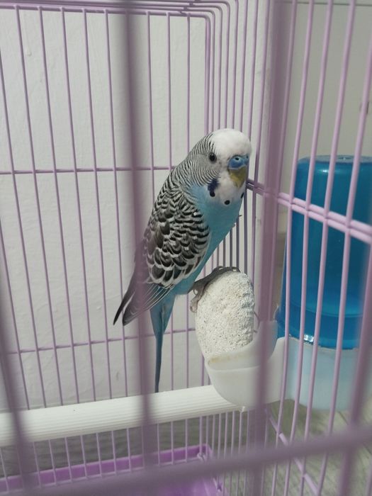 Продам Попугая.в месте с клеткой