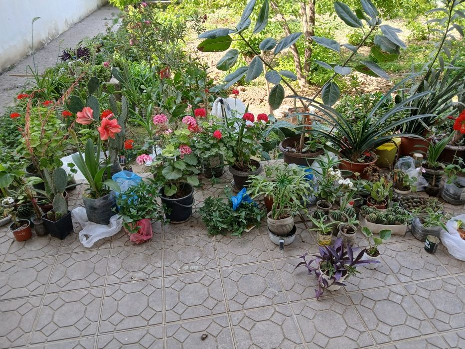 Домашние цветы в горшках разно видны приходите кто любит цветы