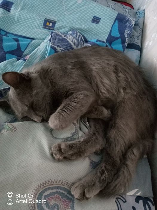 SCOTTISH zotli mushuk sotiladi! Kami vashi yoo, O'zi arzon sotvoma