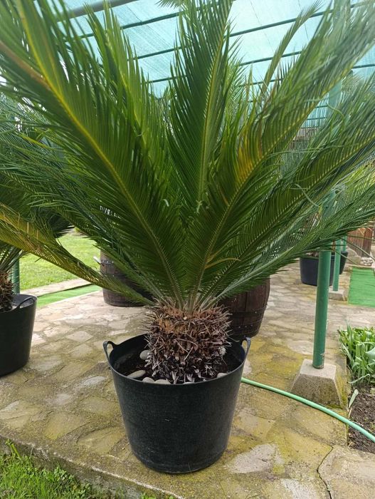 Продават се 30 годишни Палми