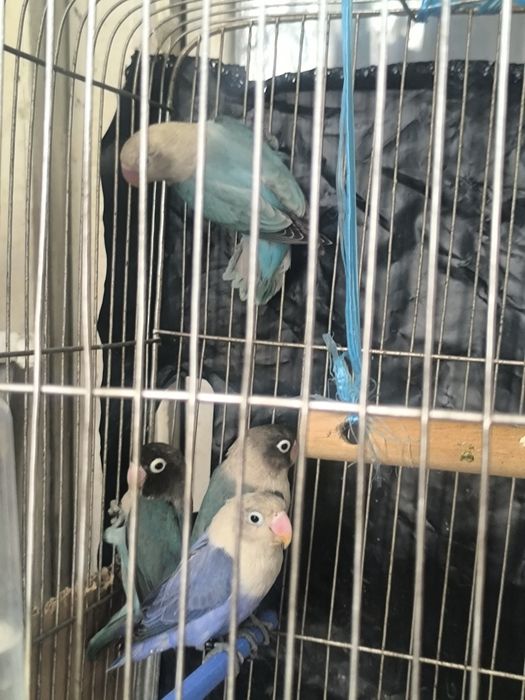 Продам волнистых попугаев