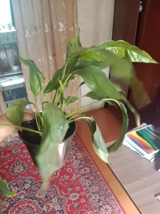 Продам цветочки...