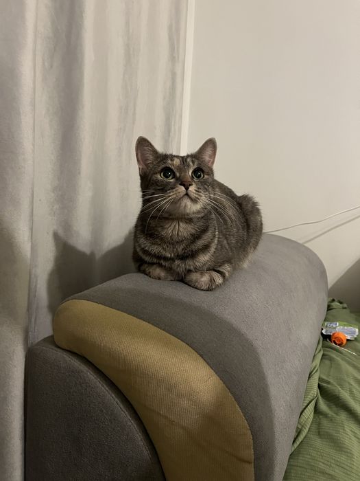 Кошка Мия ищет свой дом