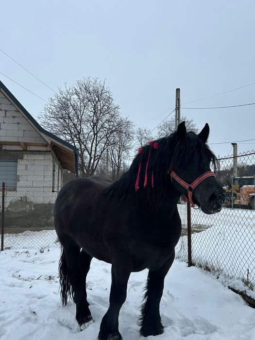 Vand Armasar de 6 Ani