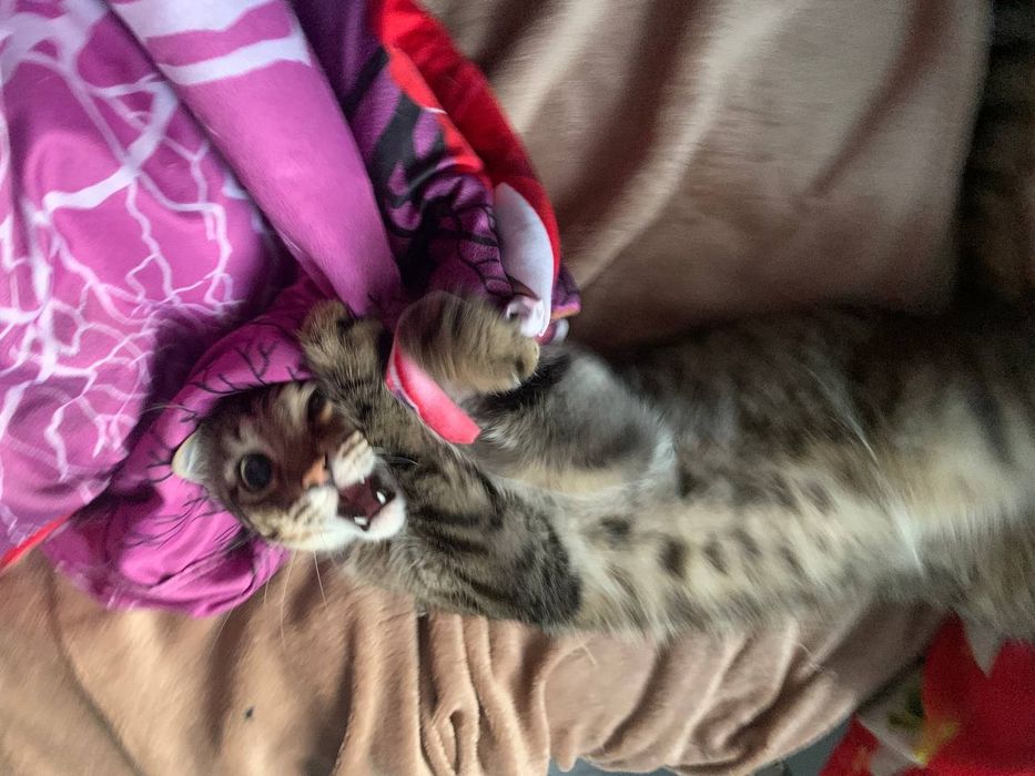 Ищу дом для котиков!