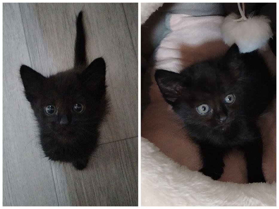 Отдам котенка в добрые руки