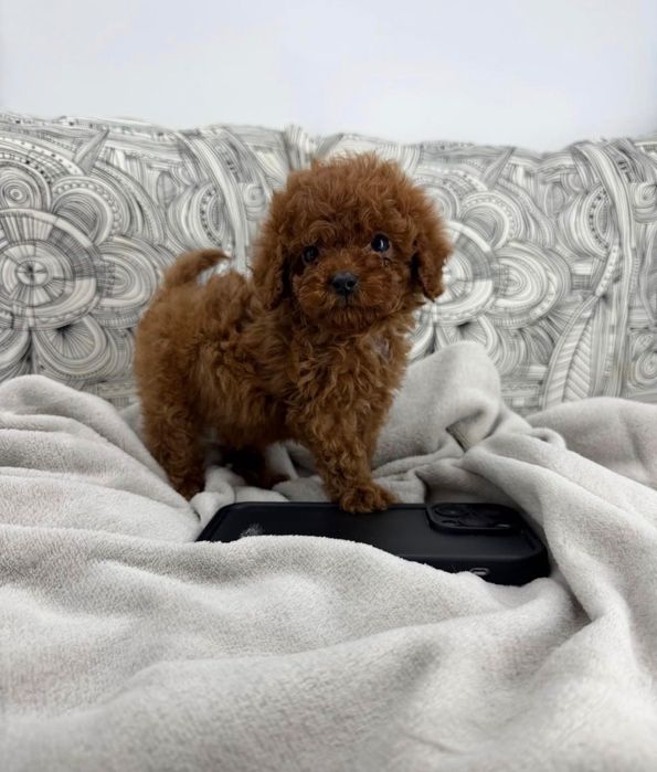 Той Пуделчета/ Toy Poodle