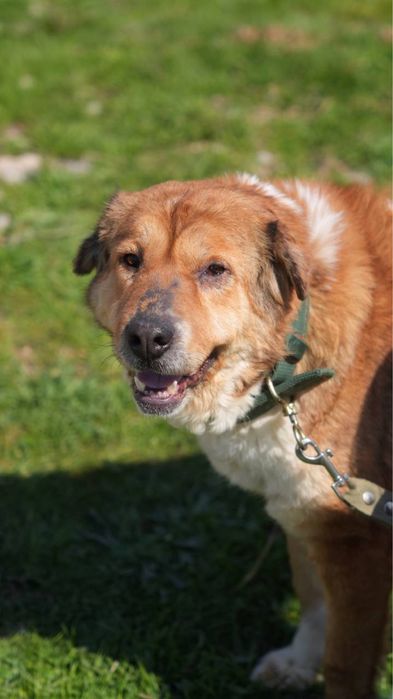 Хлоя ищет семью. Классная для семьи.