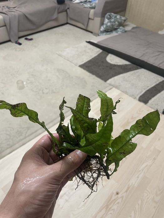 Продаю Аквариумное растение