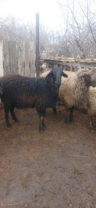 Продам  двух кошкаров годовалые