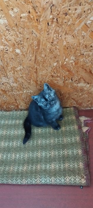 Девочка шотландская