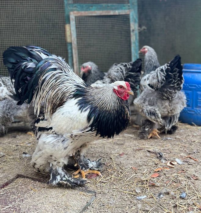 Brama tuxumlari sotiladi Toshkent Uchtepada