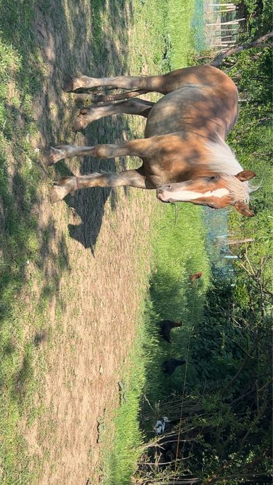 vand manza percheron