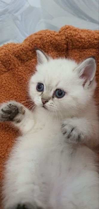 «Здоровый и ласковый котёнок ищет заботливого хозяина!»