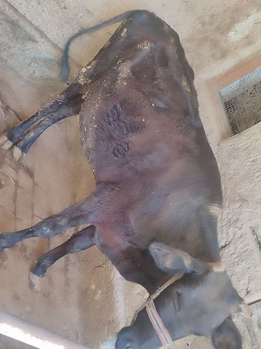 Ona bola mol sotiladi sutlari moyli yuvosh tepmaydi