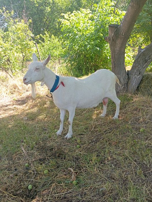 Заанен ешкісі мен текесі.