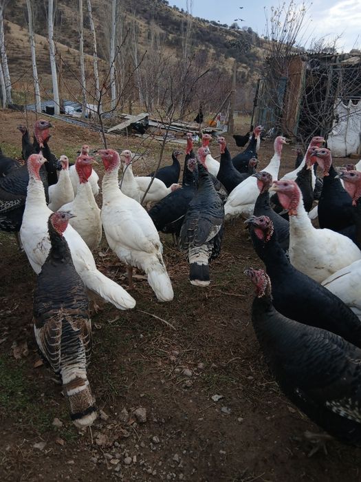 KURKA 40 ta bor donagaham sotamiz