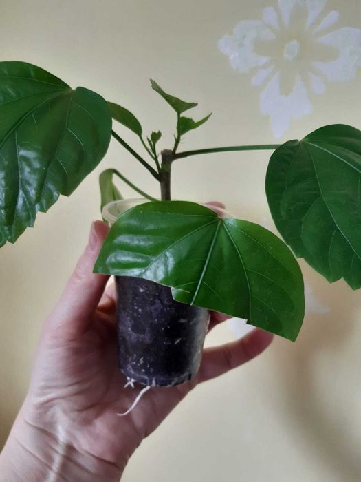 Фикус Бенджамина. Гибискус