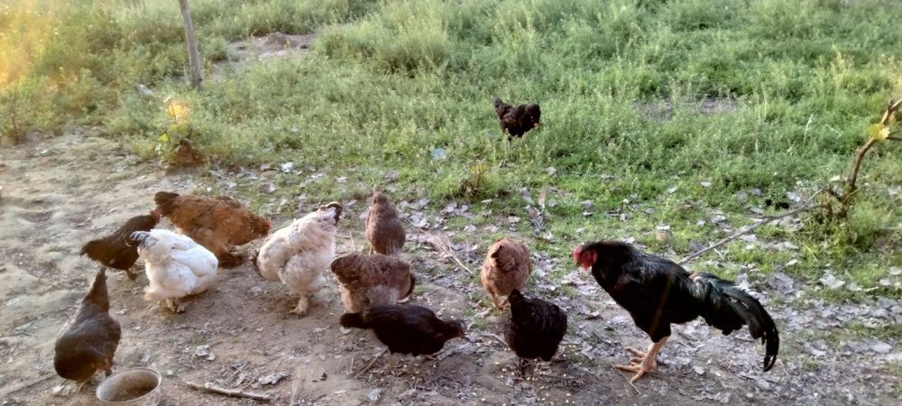 Хонаки товуклар тухумлари бор.