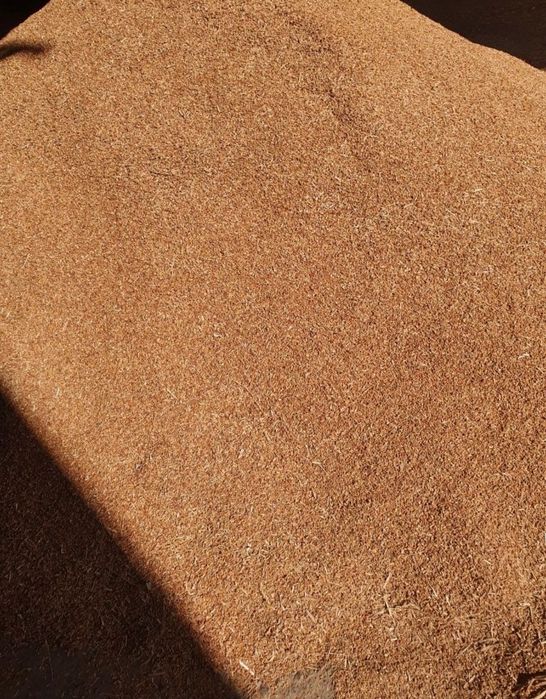 Sămânță de mături